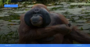 wisata susur sungai di Kalimantan Tengah melihat orangutan liar | Turtlebin