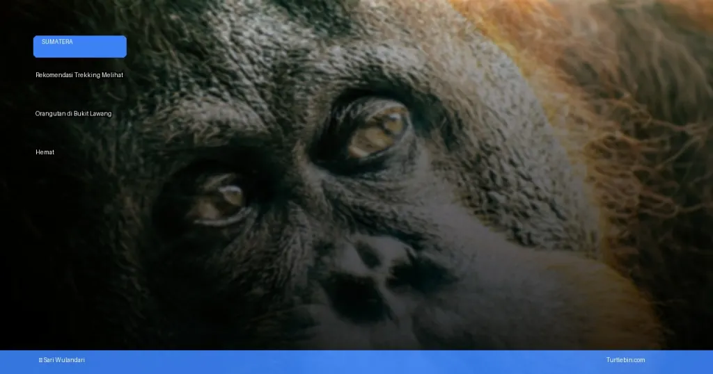 trekking melihat orangutan di Bukit Lawang | Turtlebin