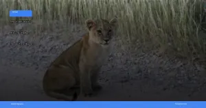 safari terbaik di afrika untuk wisatawan indonesia | Turtlebin