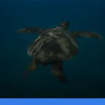 Menjelajahi Derawan: surga snorkeling dan diving di Kalimantan | Turtlebin